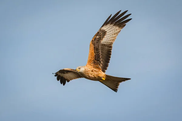 Mooie eagle tijdens de vlucht — Stockfoto