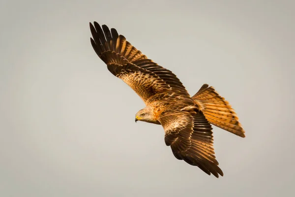 Beautiful eagle in flight — Stock Photo, Image