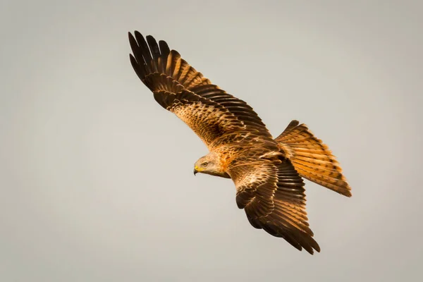 Hermoso águila en vuelo — Foto de Stock