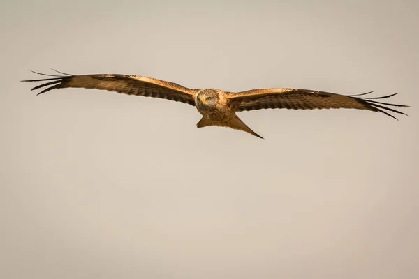 Hermoso águila en vuelo — Foto de Stock