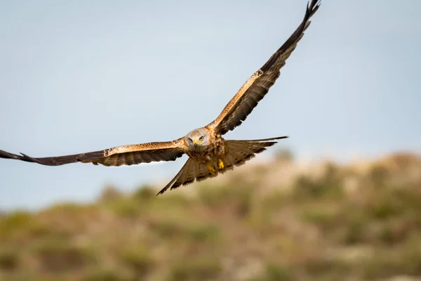 Hermoso águila en vuelo — Foto de Stock