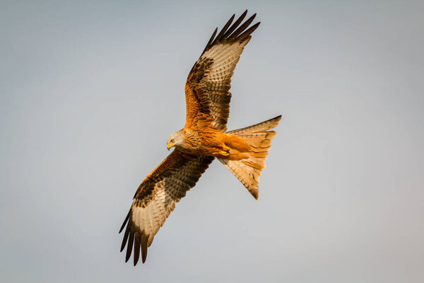 beautiful eagle in flight