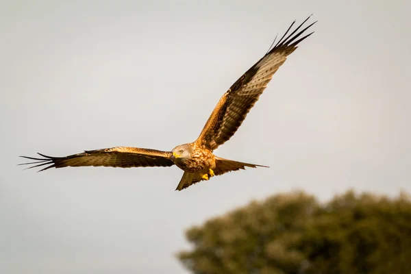 Hermoso águila en vuelo —  Fotos de Stock