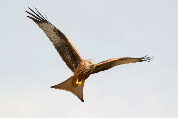 Красивий орел у польоті — стокове фото