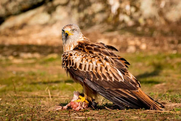 Красивий орел у полі — стокове фото