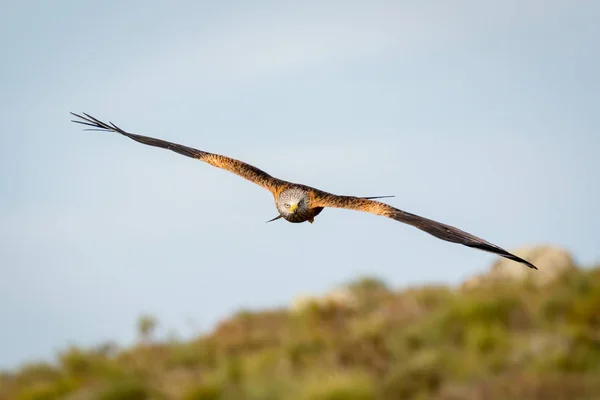 Bela águia em voo — Fotografia de Stock