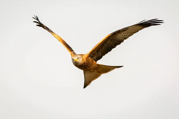 Hermoso águila en vuelo —  Fotos de Stock