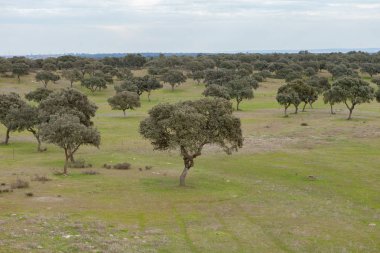 Yeşil holm oaks, yatay