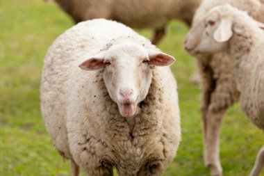 Çayırda otlayan koyunlar