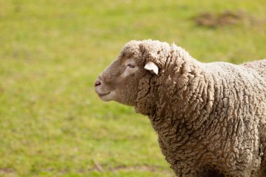 Çayırda otlayan koyunlar