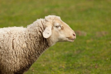 Çayırda otlayan koyunlar