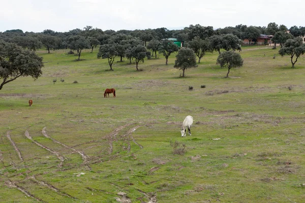 Pferde grasen auf der grünen Wiese — Stockfoto