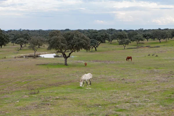 Pâturage de chevaux dans la prairie verte — Photo