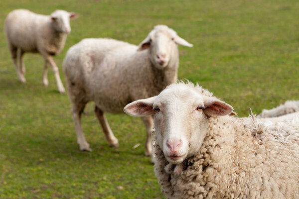 Sheep grazing in meadow