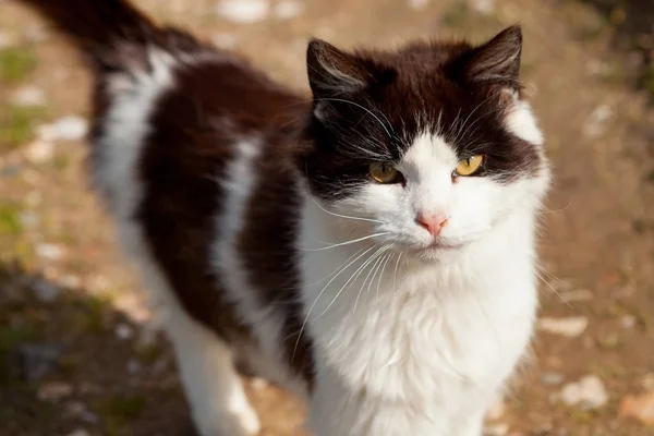 Hermoso gato en el campo — Foto de Stock