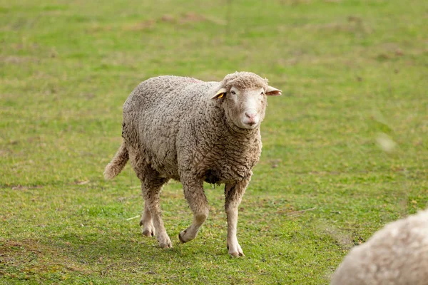 羊の放牧草原 — ストック写真