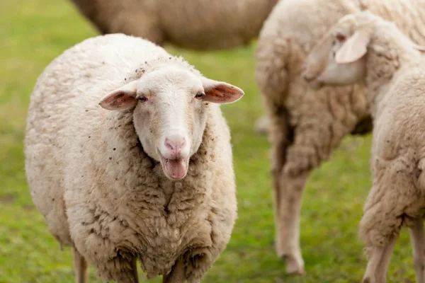 Schapen grazen in de Wei — Stockfoto