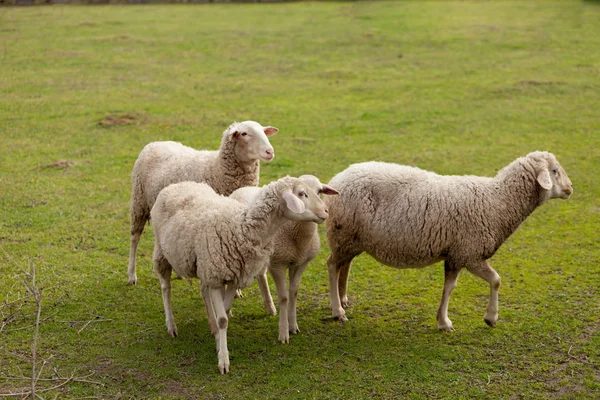 Schafe weiden auf der Weide — Stockfoto