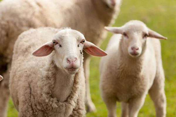 Çayırda otlayan koyunlar — Stok fotoğraf