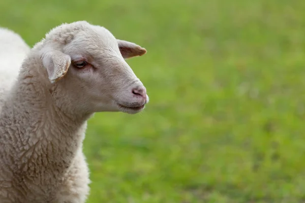 Schapen grazen in de Wei — Stockfoto