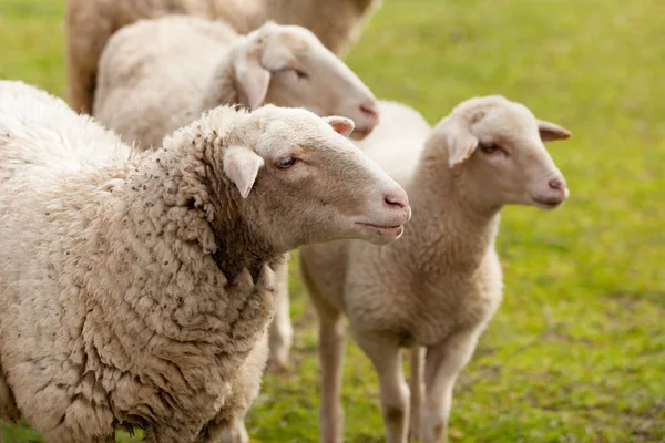 Owce pasące się na łące — Zdjęcie stockowe