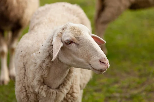 Schapen grazen in de Wei — Stockfoto