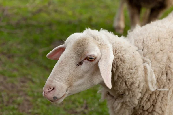 Пасуться вівці на лузі — стокове фото