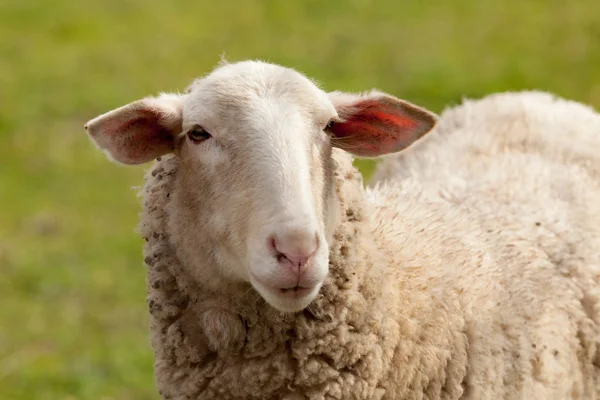 Schafe weiden auf der Weide — Stockfoto