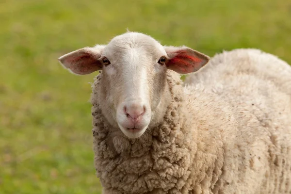 Pastagem de ovinos no prado — Fotografia de Stock