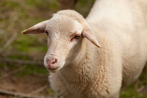 Pascolo di pecore nel prato — Foto Stock