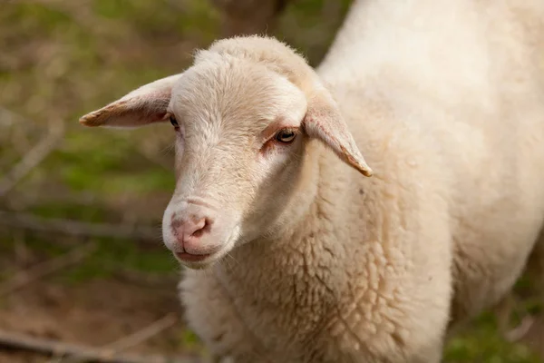 Schapen grazen in de Wei — Stockfoto