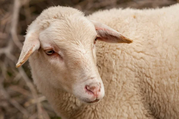 Schapen grazen in de Wei — Stockfoto