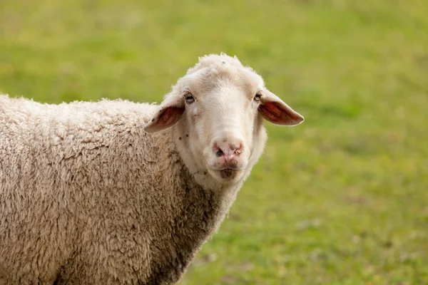 Schapen grazen in de Wei — Stockfoto