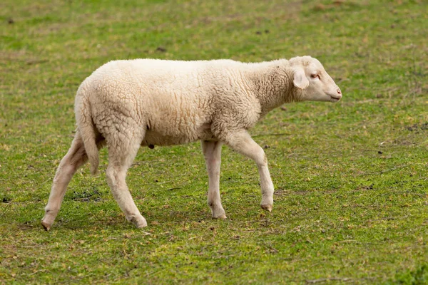 Пасуться вівці на лузі — стокове фото