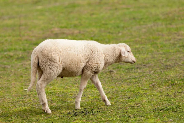 Sheep grazing in meadow — Stock Photo, Image