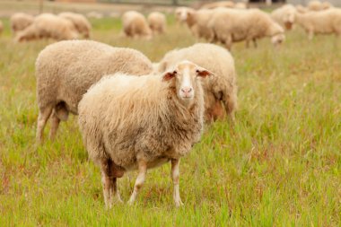 Çayırda otlayan koyunlar