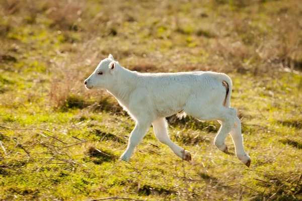 Bel vitellino bianco — Foto Stock