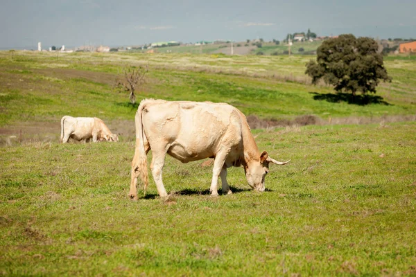 Cute cows grazing in field — Stock Photo, Image