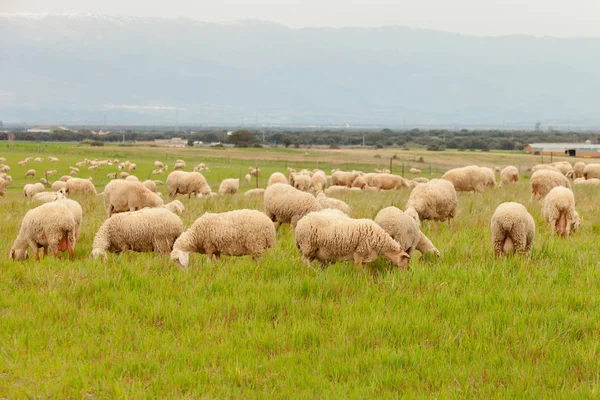 Schafe weiden auf der Weide — Stockfoto