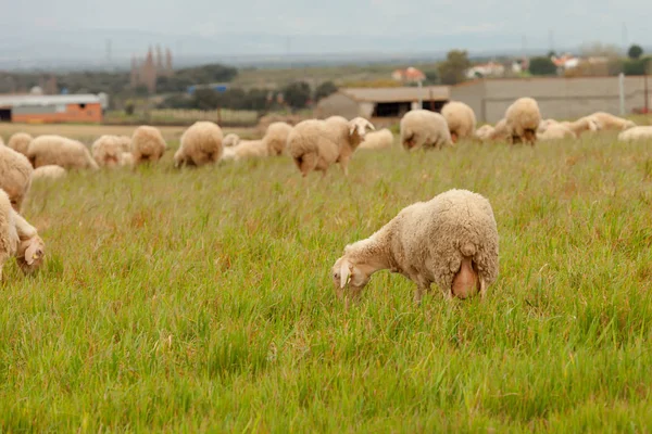 Ovejas pastando en el prado — Foto de Stock