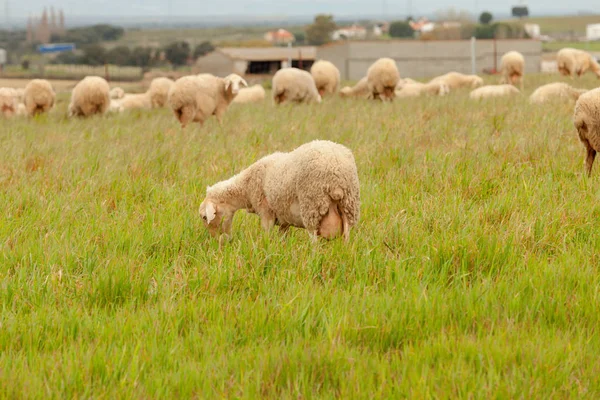 Owce pasące się na łące — Zdjęcie stockowe