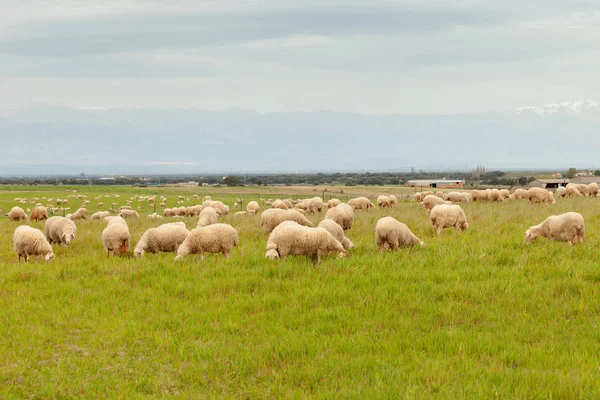 Ovejas pastando en el prado —  Fotos de Stock