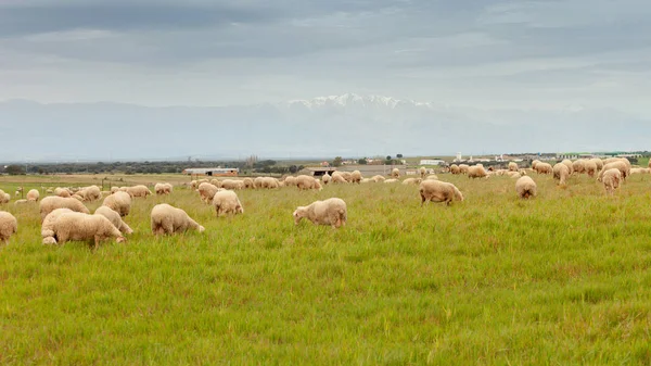 在草地上吃草的羊 — 图库照片