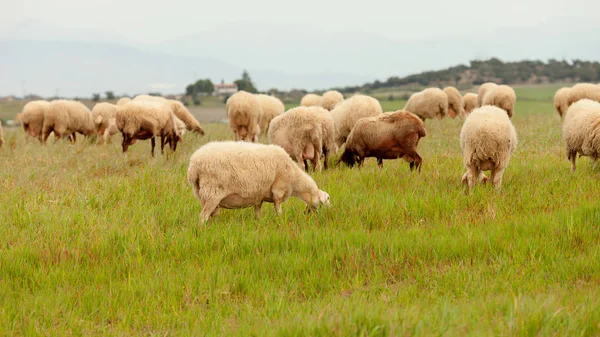 Pâturage des moutons dans la prairie — Photo