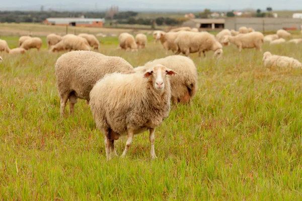 羊の放牧草原 — ストック写真