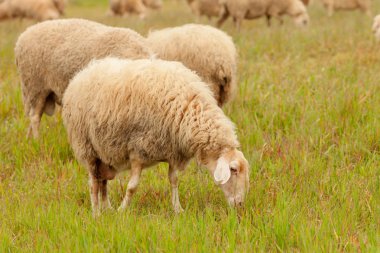 Çayırda otlayan koyunlar
