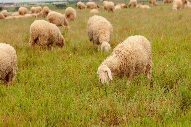 Sheep grazing in meadow clipart