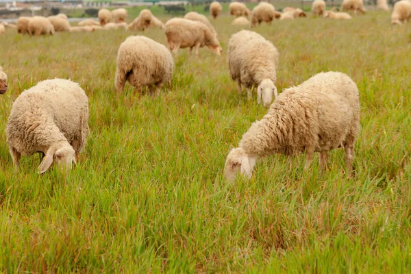 Fåren betar på ängen — Stockfoto