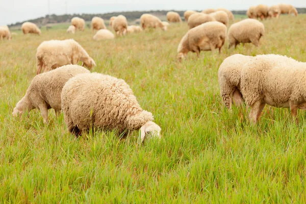 Sheep grazing in meadow — Stock Photo, Image