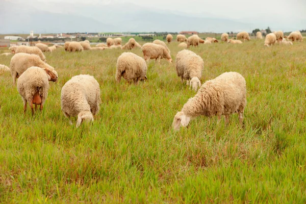 Ovejas pastando en el prado — Foto de Stock